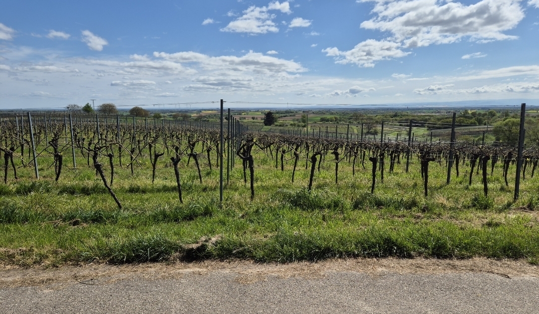 Deutsche Weinstraße-kein-copyright