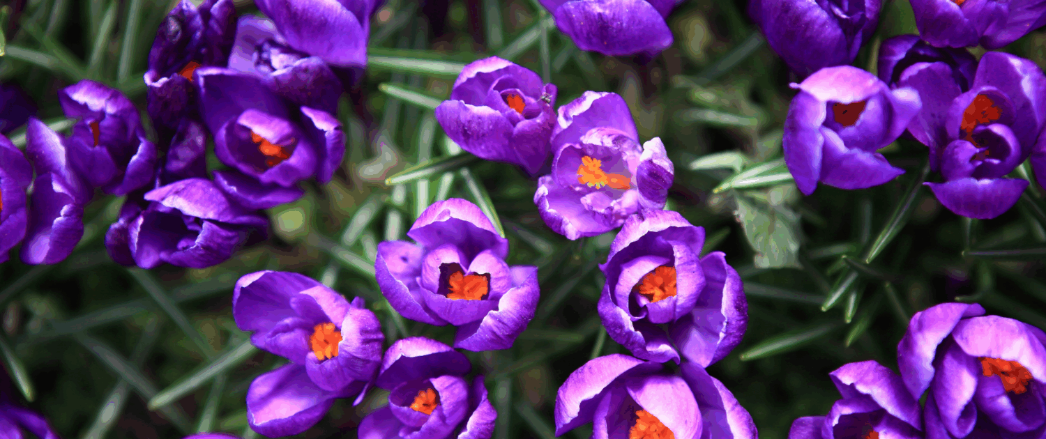 Der Frühling ist da