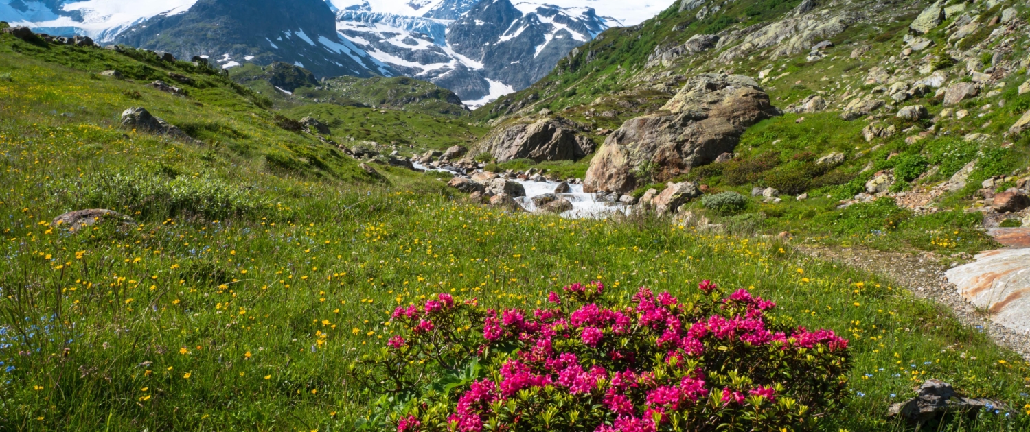 Image by Andreas from Pixabay