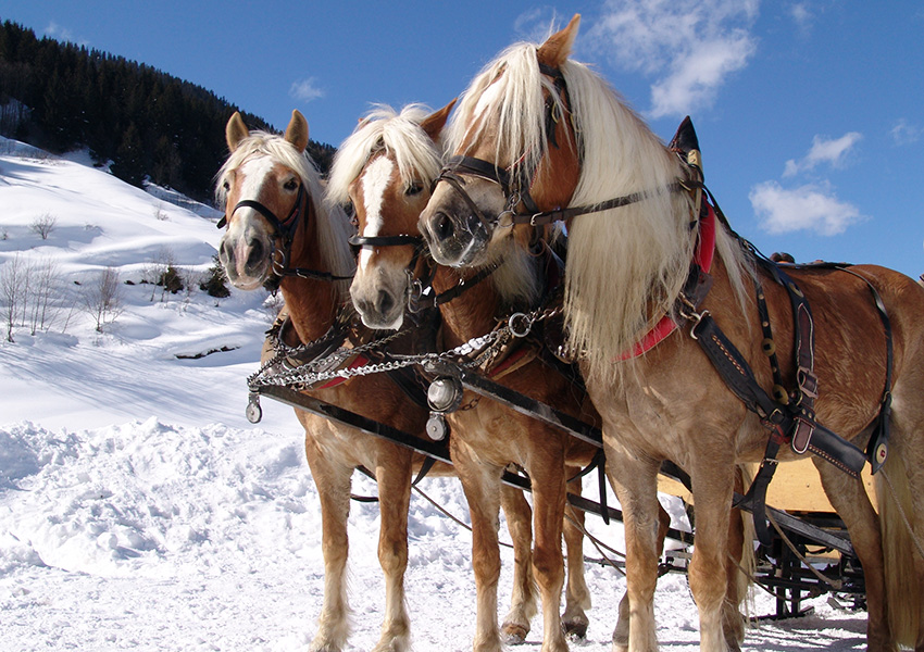 kutschenfahrt_winter_850x600